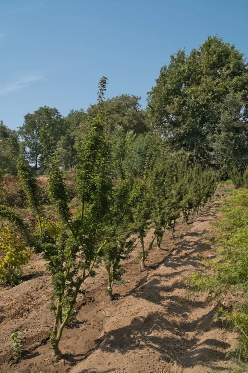 Acer palmatum linearilobum