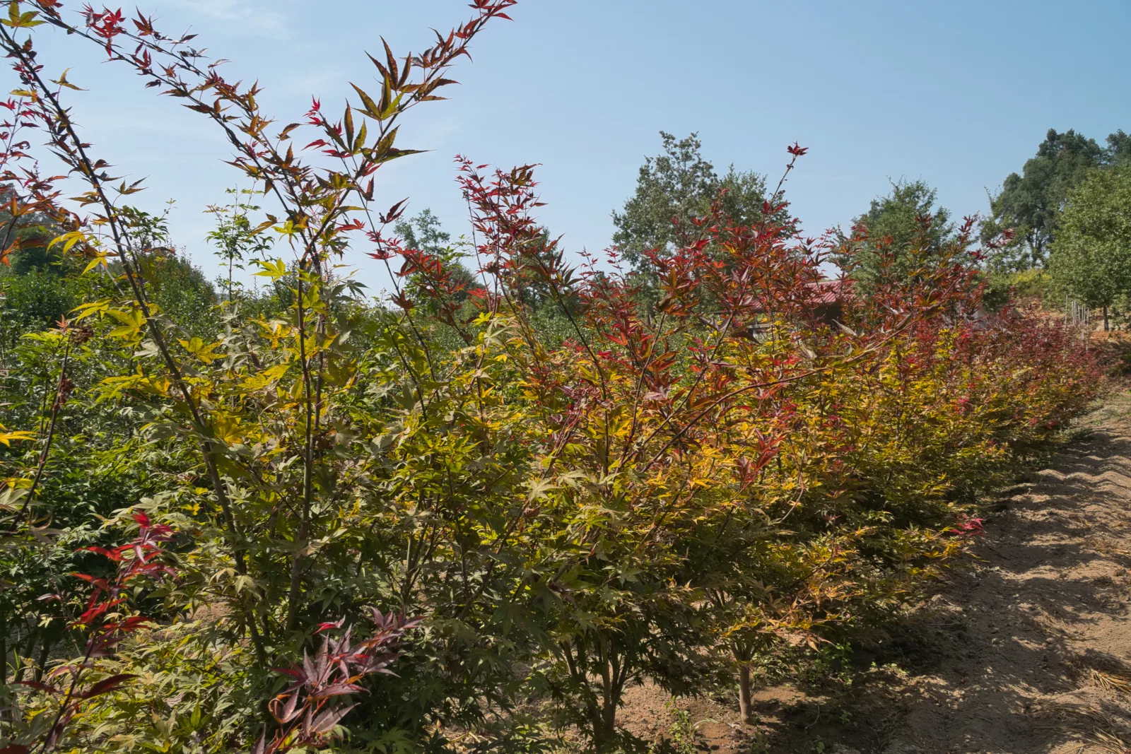 Acer palmatum multitronco