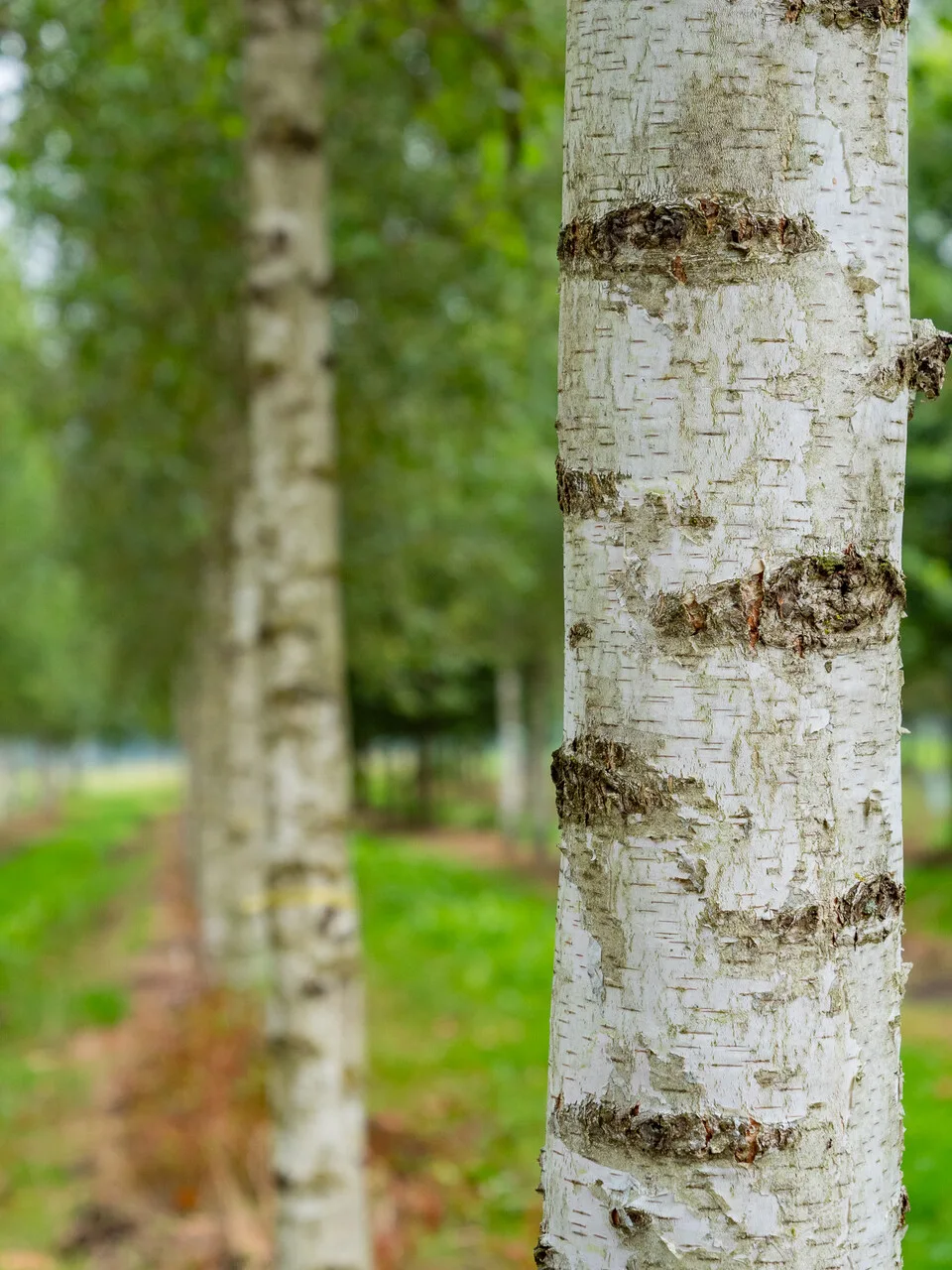 Betula pendula multitronco