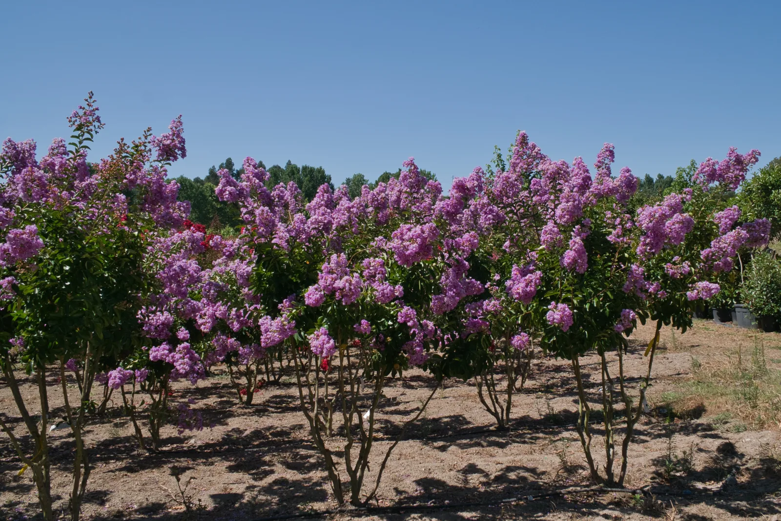 Lagerstroemia indica multitronco