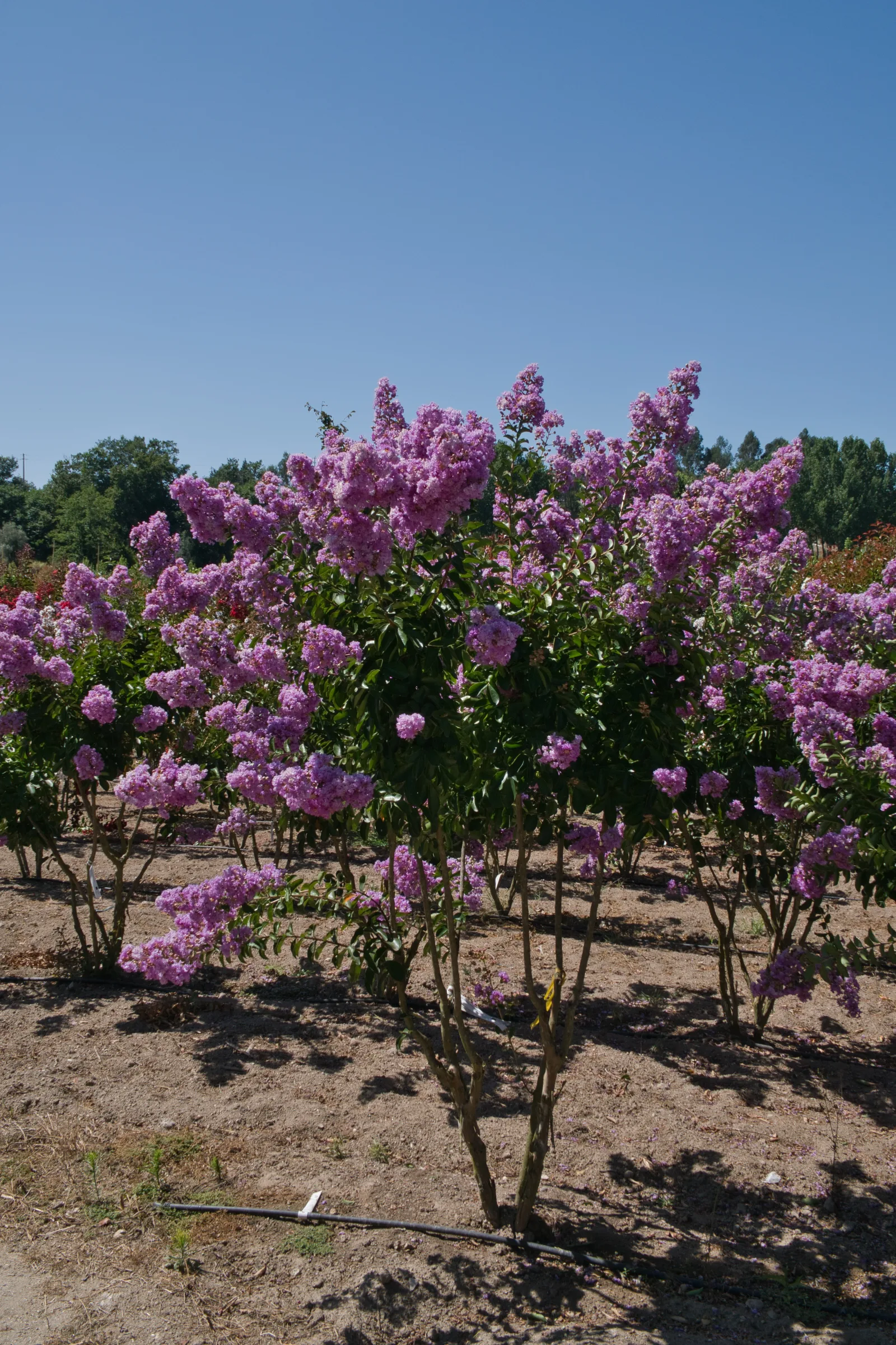Lagerstroemia indica multitronco — Ambarplant
