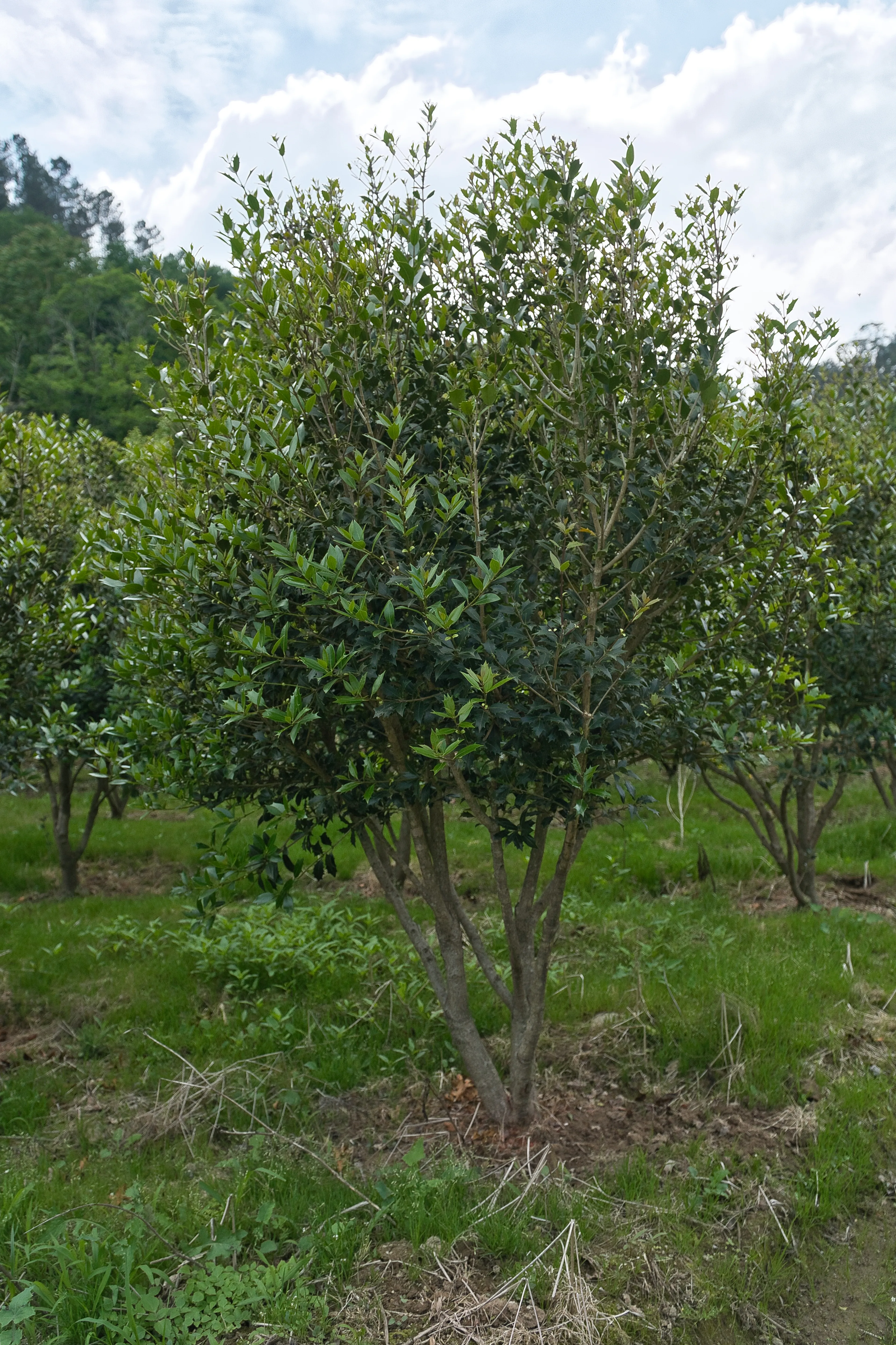 Osmanthus heterophyllus multitronco
