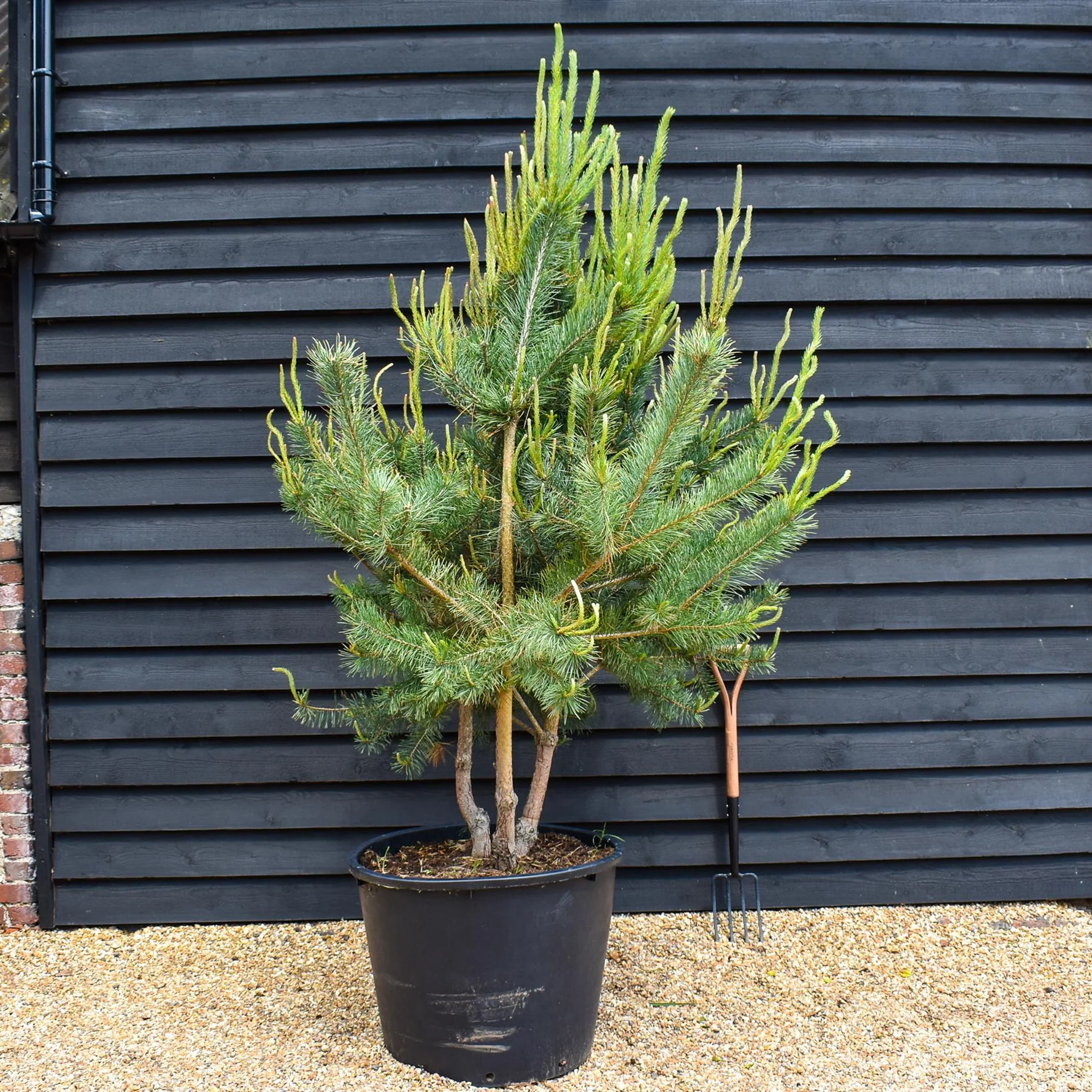 Pinus sylvestris multitronco