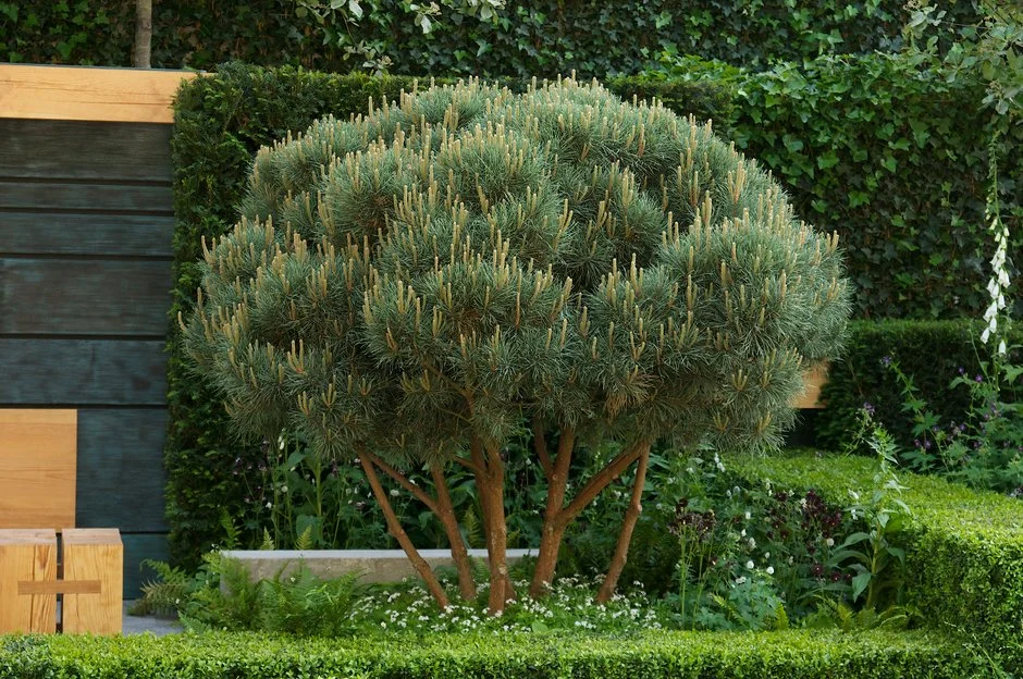 Pinus sylvestris jovem